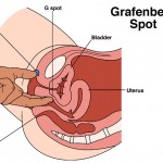 g-spot female anatomy