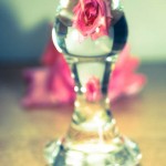 rose-and-glass-8